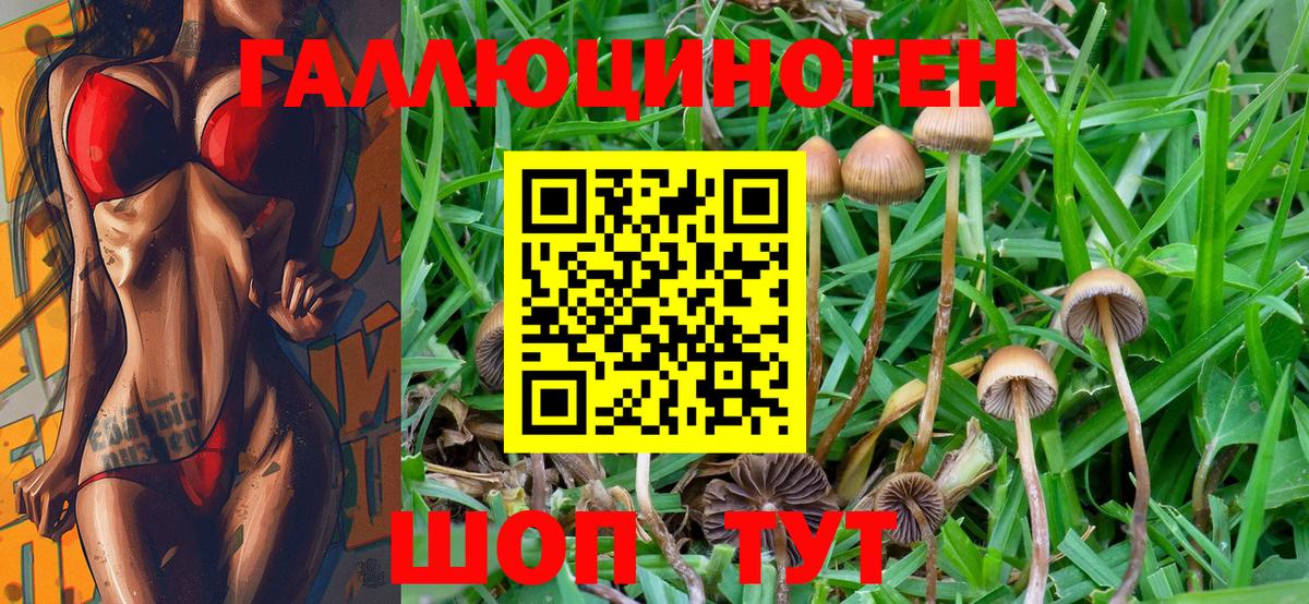даркнет сайт  Вход с VPN  Вольск  Псилоцибиновые грибы Psilocybe 